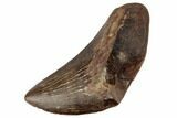 Serrated Tyrannosaur Tooth - Judith River Formation #192603-1